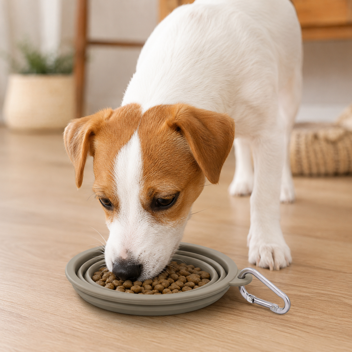 Collapsible Silicone Pet Bowl(3 pack)